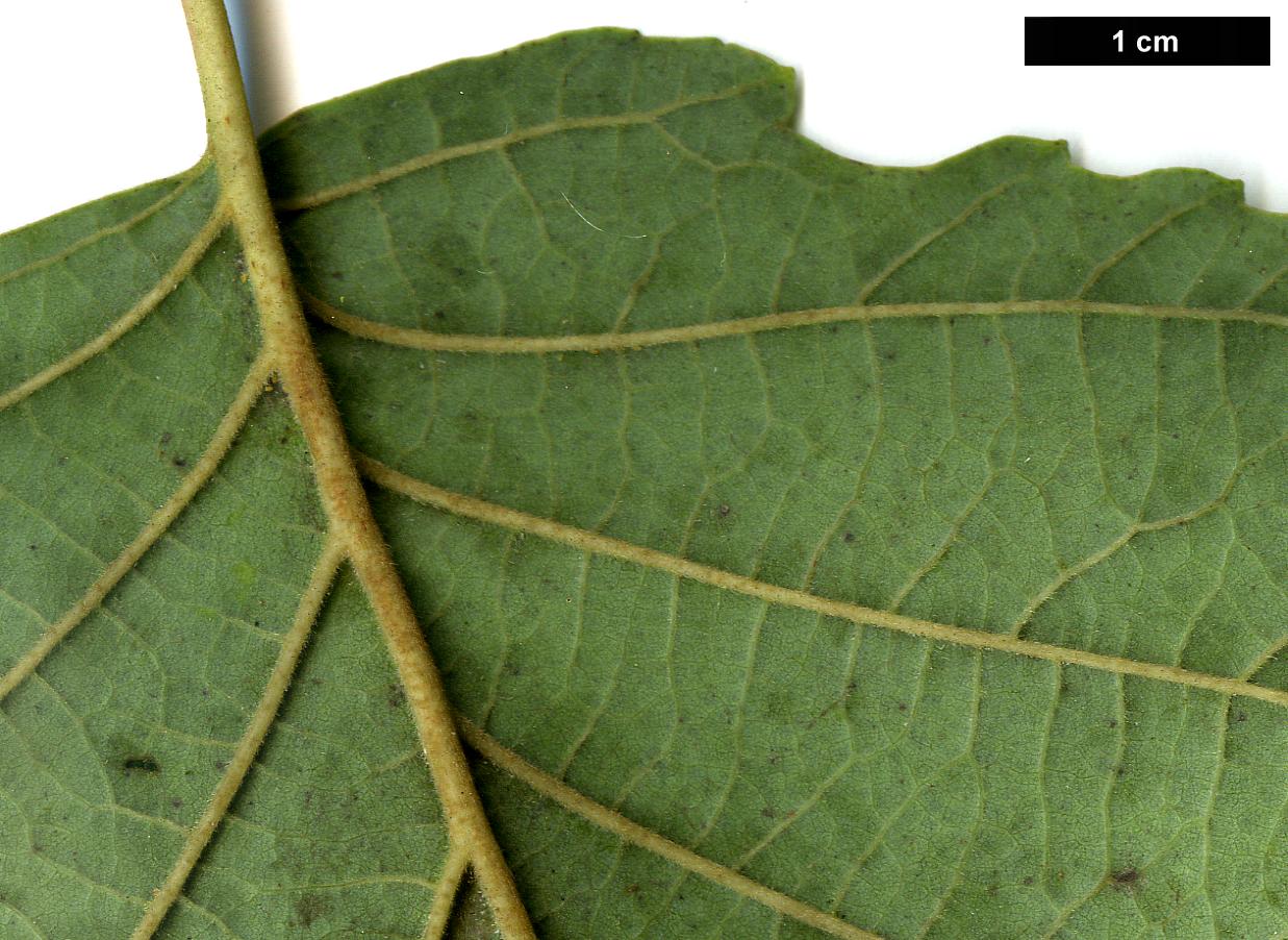 High resolution image: Family: Betulaceae - Genus: Alnus - Taxon: hirsuta - SpeciesSub: subsp. sibirica